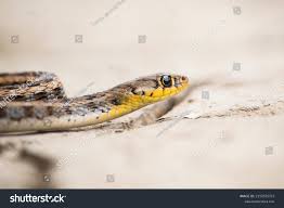 Image result for Amphiasma