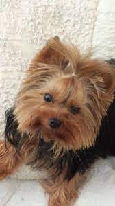 Jacque 400 Is An Adoptable Yorkshire Terrier Yorkie In Derby Ks 5lb Akc Yorkie Jacque Is A Fabulous Little Boy He Is Gentle Yorkshire Terrier Yorkie Dogs