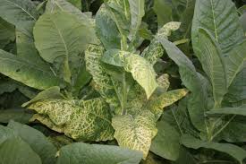 Image result for Alfalfa mosaic virus