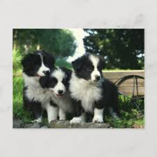 Good dog thoroughly vets every breeder to ensure they use responsible breeding practices for border. Border Collie Postkarten Zazzle De
