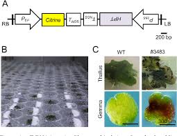 Marchantia polymorpha is the common species. Figure 1 From A Gain Of Function T Dna Insertion Mutant Of Marchantia Polymorpha Hyper Accumulates Flavonoid Riccionidin A Semantic Scholar