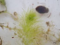 Image result for Utricularia stellaris