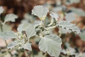 Image result for Chrozophora