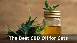 We're seeing a reduction in bronchospasms in asthmatics, and lowered anxiety. Best Cbd Oil For Cats Reviews And Ratings With Vet Recommendations