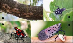 Image result for Scleria delicatula