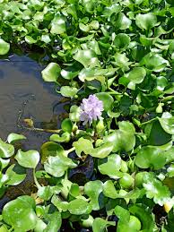 Image result for Pontederiaceae