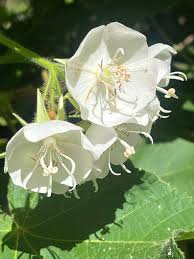 Image result for Dombeya burgessiae
