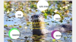 River Otters By Ihorva6916 Ihorva6916 On Prezi Next