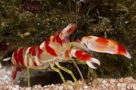 Pistol Shrimp – Detailed Guide: Care, Diet, and Breeding - Shrimp and Snail  Breeder