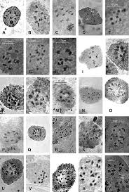 Image result for Coelachne