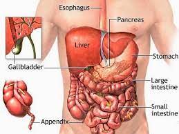 Sakit perut yang seperti itu merupakan sakit perut yang darurat dan harus dilarikan ke rumah sakit dengan segera. Apa Yang Menyebabkan Kesakitan Pada Abdomen Bawah Kiri Sihat Net