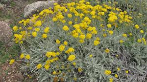 Image result for Helichrysum setosum