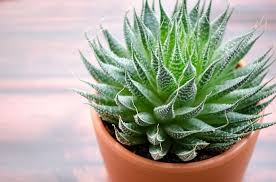 Your aloe will need an adjustment period of a few days. Types Of Aloe 23 Best Aloe Varieties For Containers