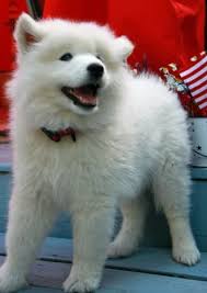 40 Best White Dog Names For A Cute Puppy From Albus To Whitey Pethelpful