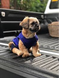 We are the pet travel people. Laguna And Cavite Dasmarinas Bailey S Taxi Petbacker Calabarzon