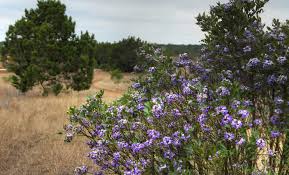 Check spelling or type a new query. Texas Mountain Laurel Intoxicating The Senses