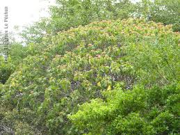 Image result for Dombeya acutangula