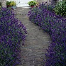 Lavender Hidcote The Classic Hardy English Lavender For Hedging These Fabulous Plants Are Big Enough To English Lavender Plant Lavender Garden Garden Shrubs