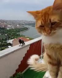 Eighteen Wholesome Cat Gifs For A Feline Good Mood I Can Has Cheezburger In 2020 Cute Baby Animals Cat Memes Funny Animals