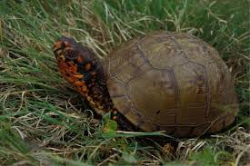 box turtles and people missouri department of conservation