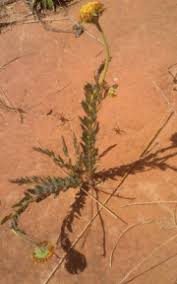 Image result for Gnidia goetzeana