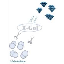 X Gal Staining Kit Ozbiosciences