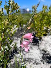 Image result for Gladiolus pusillus