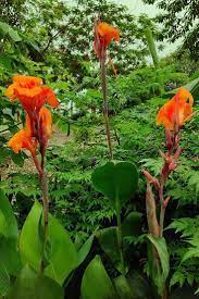 Rare Flowers Hawaii Botanical Gardens Bulbs Bulbs Rare Flowers Hawaii Botanical Gardens Rare Flowers Photography R In 2020 Rare Flowers Flower Names Annual Plants