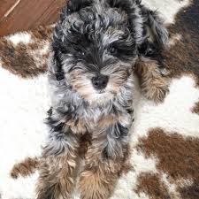 Kentucky (florence, frankfort, lexington, louisville). Mini Bernedoodle Puppies For Sale Indiana Guide At Puppies Addlab Aalto Fi