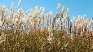 Image result for Eulalia