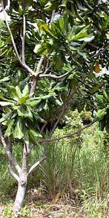 Image result for Barringtonia asiatica