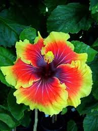 220 products online at nurserylive. 50 Tropical Giant Hibiscus Flower Seeds Garden Amp Home Perennial Flower Unusual Flowers Beautiful Flowers Flower Seeds