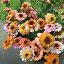 See more ideas about zinnia bouquet, zinnias, bouquet. Zinderella Zinnias Image From Ariella Chezar Tobey Nelson Weddings Events