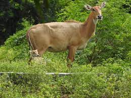 Breeding Programme Arignar Anna Zoological Park