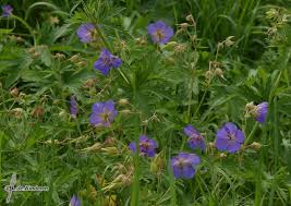 Image result for Geranium aculeolatum