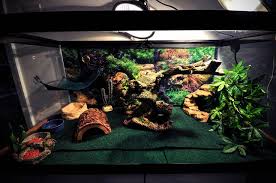 Bearded Dragon Setup 40 Gallon Google Search Bearded Dragon Bearded Dragon Cage Bearded Dragon Setup