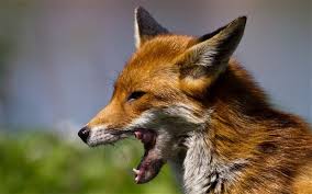 Is it ok to feed foxes in your garden. Leave Food Out For Foxes In Your Garden Says Irresponsible Rspca