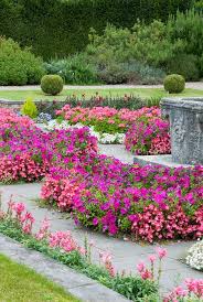Pink Color Theme Annual Plants Garden Plant Flower Stock Photography Gardenphotos Com Flower Stock Photography Annual Plants Flower Garden Design