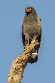 French Birds Of Prey Pictures 205 Slate Coloured Hawk Buteogallus Schistaceus Found In Northern South America Brazil Bolivia Peru Ecuador Colom Pet Birds Wild Birds Colorful Birds