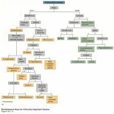 thorough gram negative biochemical test flow chart gram