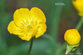 Around The Neighborhood Uswildflowers Com Journal Perennial Garden Design Wild Flowers Buttercup Flower