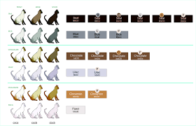 This guide covers cats' traits from their overall looks, like coat pattern, to their tiniest features, like whisker color. Genetics Of Coat Colour And Pattern Tonkinese Cats Kittens Queensland