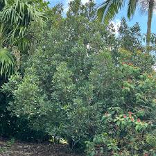 Image result for Manilkara mochisia