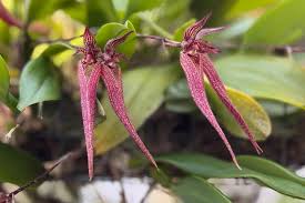 Image result for Bulbophyllum X chikukwa