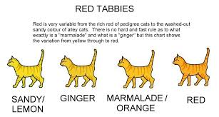 Colour And Pattern Charts Ginger Red Orange Tabby Cats