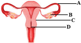 Aliexpress carries wide variety of products, so you. The Figure Given Below Represents The Human Female Reproductive System Label The Parts A To D