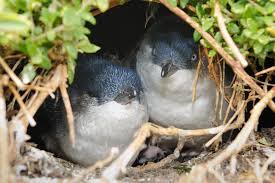 Looking for something to do in melbourne? Melbourne Phillip Island Penguin Parade Evening Tour 2021