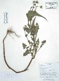 Image result for Sonchus schweinfurthii