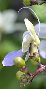 Image result for Rotheca teaguei