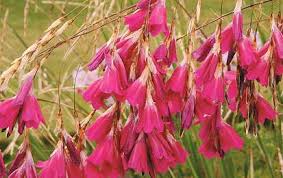 Image result for Dierama parviflorum